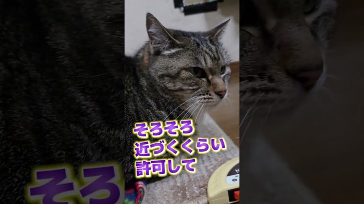 【祝 2000回再生突破】人嫌いが直らないウメさん　 #cat #ペット #ねこ #猫