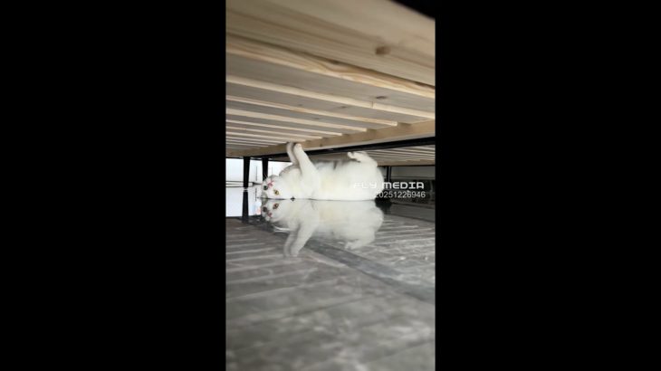 【動物】ホルスタイン猫は、まるでパフォーマンスアートのようだ#可愛いペット #猫 #ホルスタイン猫 20251226946