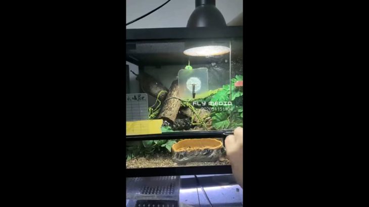 【動物】龍紋トカゲ | 珍しい爬虫類ペット 202601151104