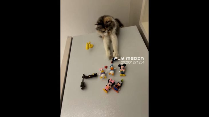 【動物】これは完全に『猫による職業病』だ！#みんなの可愛いペット #ゴールデンブリティッシュショートヘア #可愛いペットの日常 202601271254