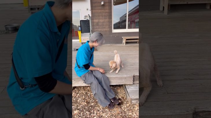 朝からルンルン🎶 #20260302おうちホテル#ペットホテル#ケージフリー#静岡県袋井市 #ワンコワークス#大型犬#小型犬#中型犬#犬のいる暮らし#イヌバーシティ