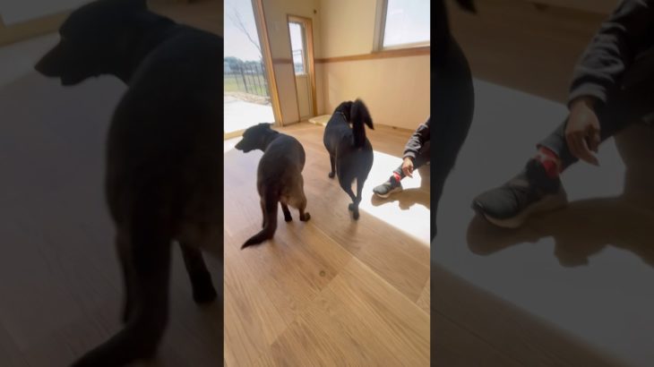 わぁっ➰🐾 #20260304おうちホテル#ペットホテル#ケージフリー#静岡県袋井市 #ワンコワークス#大型犬#小型犬#中型犬#犬のいる暮らし#イヌバーシティ