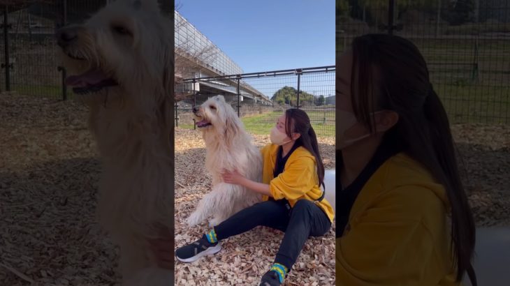 のんびり🐶🌿 #20260305おうちホテル#ペットホテル#ケージフリー#静岡県袋井市 #ワンコワークス#大型犬#小型犬#中型犬#犬のいる暮らし#イヌバーシティ