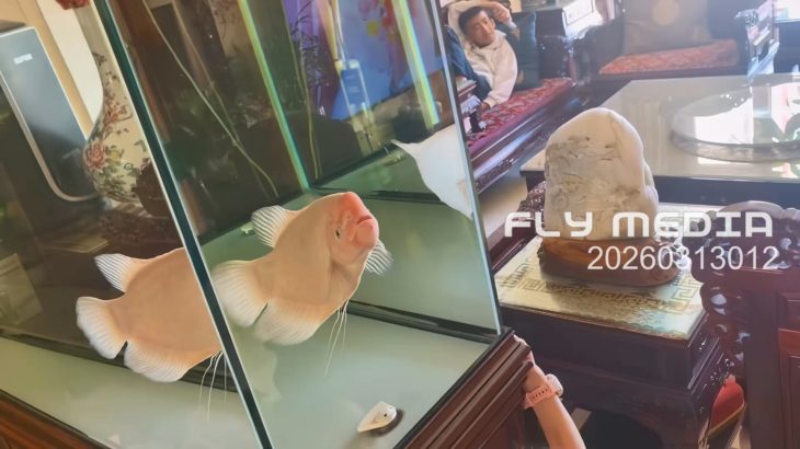 【動物】ペットの魚との遊び方 20260313012