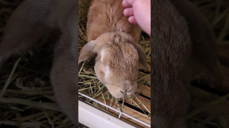 飼い主帰宅2026/03/18#うさぎ#うさぎのいる暮らし #ペットのいる暮らし#bunny#rabbit