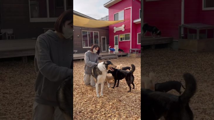 ご挨拶🐶 #20260324おうちホテル#ペットホテル#ケージフリー#静岡県袋井市 #ワンコくワークス#大型犬#小型犬#中型犬#犬のいる暮らし#イヌバーシティ