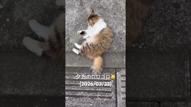 夕方のゴロゴロ🐱(2026年3月22日) #猫 #ねこ #ネコ #ペット #サイベリアン #かわいい猫 #ねこのいる生活 #ねこのいる暮らし #猫ローリング