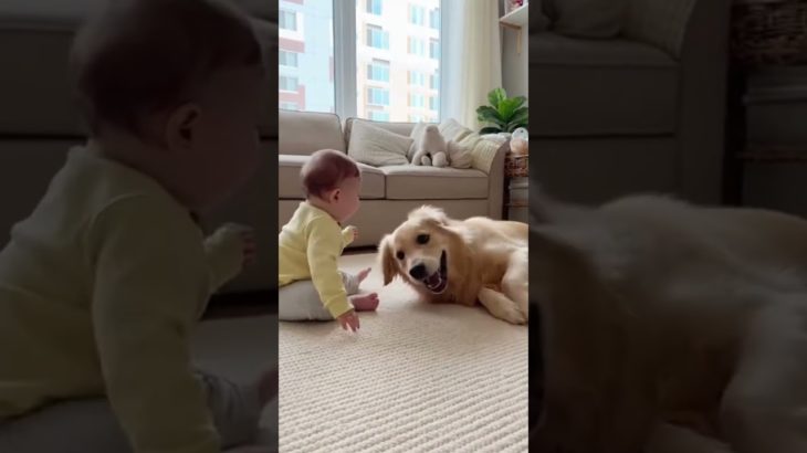 パート275: 赤ちゃんとペットのかわいすぎる瞬間まとめ｜癒しと笑いが止まらない🐶🐱👶 #赤ちゃん #かわいい赤ちゃん #赤ちゃんとペット #癒し動画 #犬 #猫 #可愛い瞬間 #cutePets