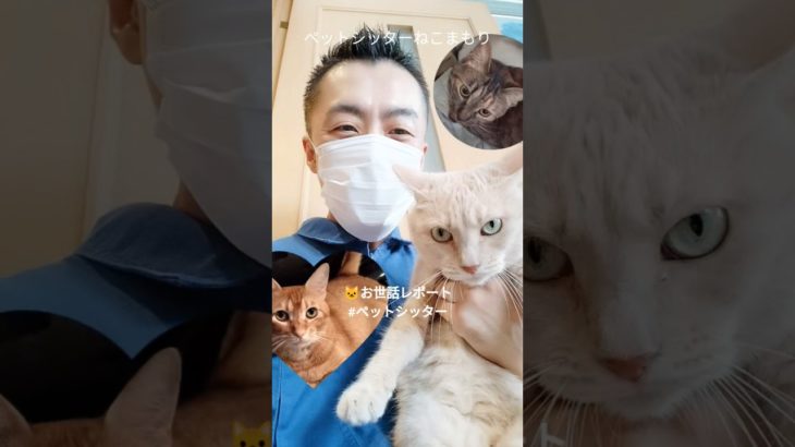 ペットシッターねこまもり斉藤です 中野区 お得意様 仲良し3ニャンちゃん お世話レポート🐈 #ペットシッター