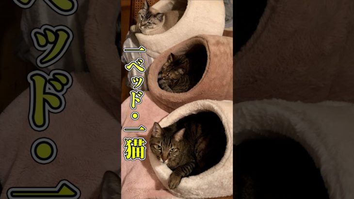 猫用ベッド3つ買ったらこうなった #猫 #ペット