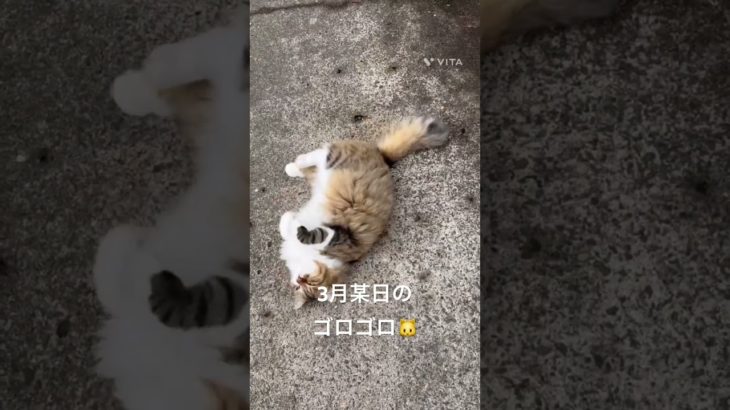3月某日のゴロゴロ🐱 #猫 #ねこ #ネコ #ペット #サイベリアン #かわいい猫 #ねこのいる生活 #ねこのいる暮らし #猫ローリング