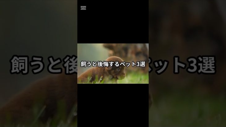 飼うと後悔するペット3選 #ペット #反則級の可愛さ #飼育