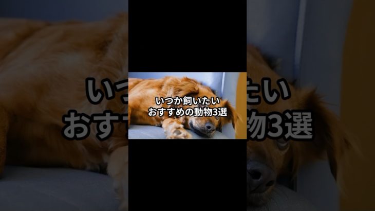 いつか飼いたいペットにするべきおすすめの動物3選 #動物雑学 #ペット #雑学