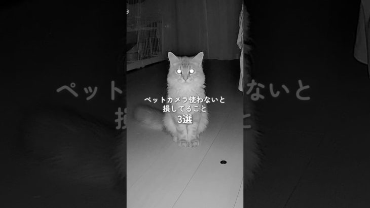 ペットカメラ使わないと損してること3選 #PR #OSitter #HHOLOVE #ペットカメラ #自動給餌器