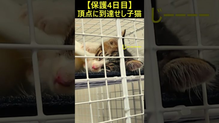 パロンを保護して4日目⑩ #ペット #保護猫 #子猫 #猫 #猫のいる生活 #shorts
