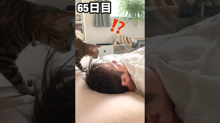 うちの猫かわいー！　65日目 #ダイエット 77kg→100日間