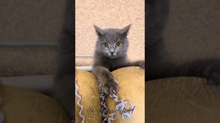 8 березня 2026 р. котик #cat #милота #cute #funnycat #pet #playfulcat🐈‍⬛😻