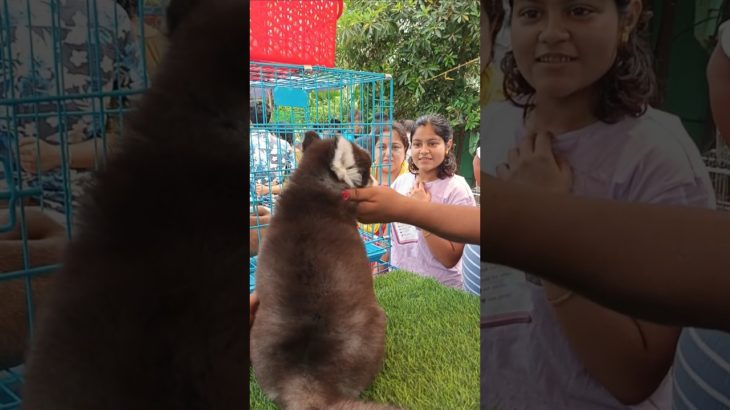 8481012479☎️ | Kolkata Pet Market ❤️🔥 Siberian Husky Puppy