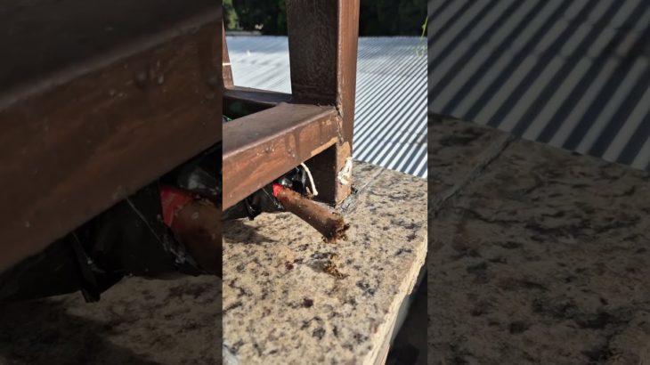 Abelha marmelada entrou na isca pet