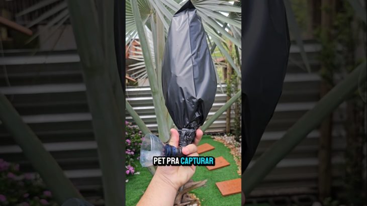 Aprenda a FAZER uma ISCA PET para CAPTURAR ABELHAS sem Ferrão #shorts 😱