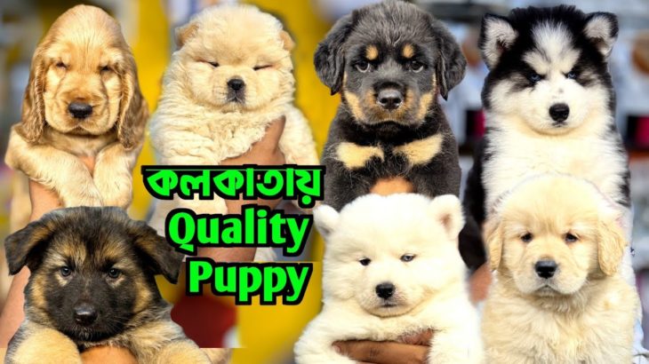 Best Pet Shop in Kolkata. Dog Market in Kolkata Price. Kolkata Dog Market.