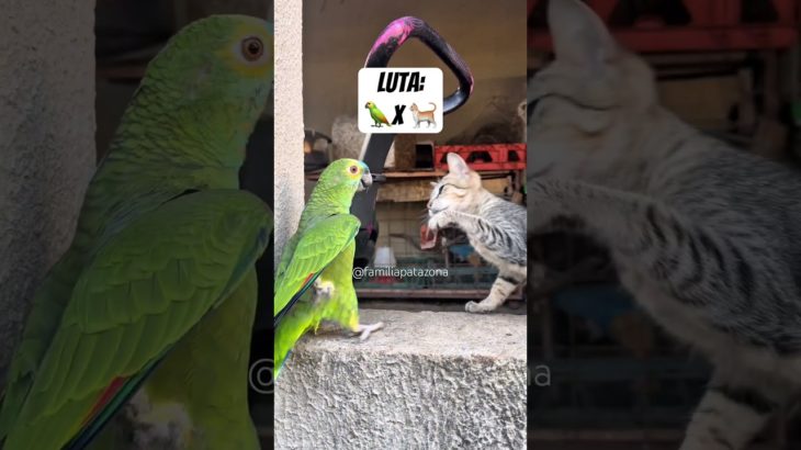 Campeonato de luta pet #pets #petsfofinhos #humor