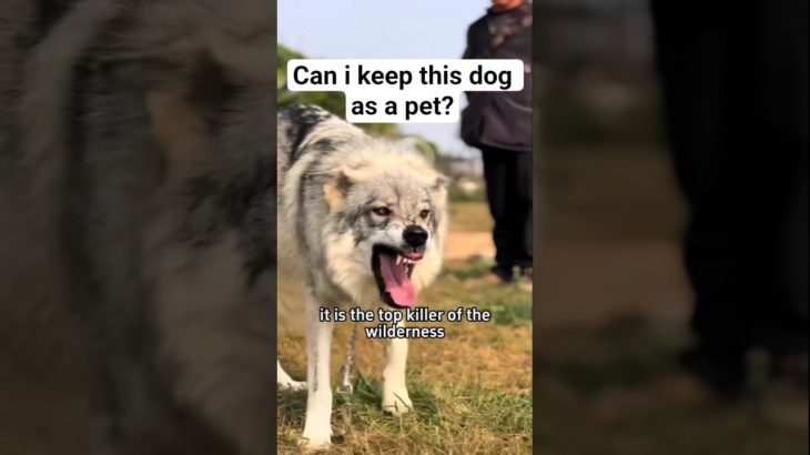 Can I keep this Dog as a pet?