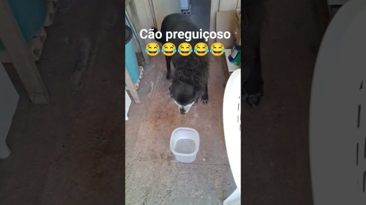 Cão preguiçoso 🤣#meme #Fofura#pet #memeyoutube .