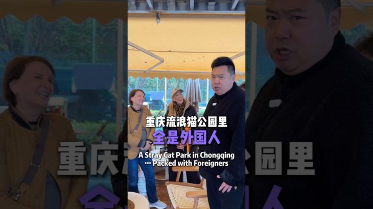 Chongqing rescued cat park #trump #china #cat #dog #pet