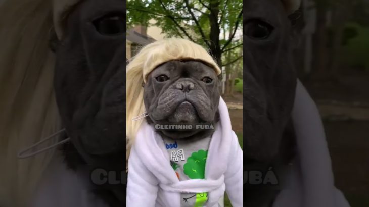 Cleitinho fubá e sua turma #cat #dog #pet #memesbrasil #dublagem #animal #cachorro #dublagemdeboche