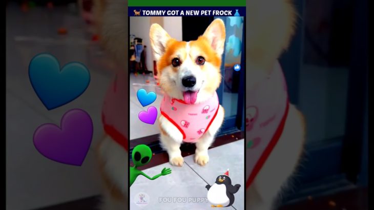 टॉमी को मिली पिंक फ्रॉक 💗 Cute pet 🐶 Dog videos #funnydogs #dogcare