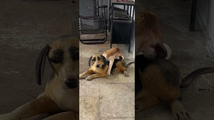 Cute pet dog Hari playing with Teddy Dog at Farmhouse 🥰