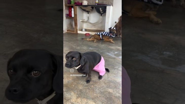 🐶 Desfile de Carnaval Pet: As Melhores Fantasias! 🐸 #viral #shorts #pets