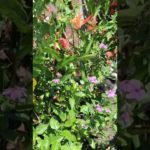 Doguinho escondido no#jardin #pet #cute #dogloveshorts.