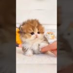 Don’t Get Just One kitten#risetogreatness#cat #cute #kitten#pet 😺♥️#billu #Vimal#virel cat sh🌹♥️