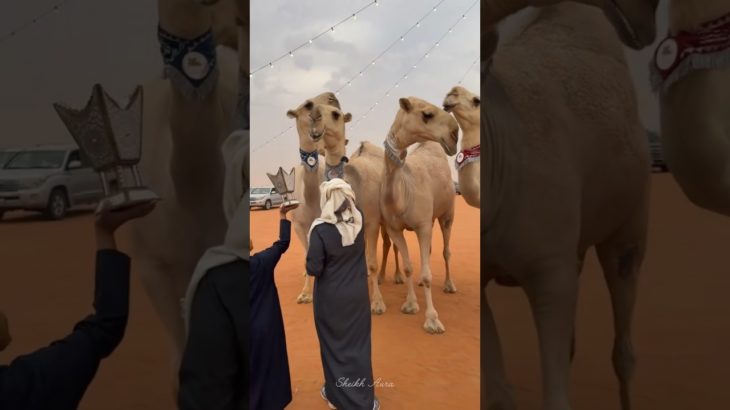 Dubai Camel Beauty Contest 😲 Millions at Stake! 🐪👑 #shorts
