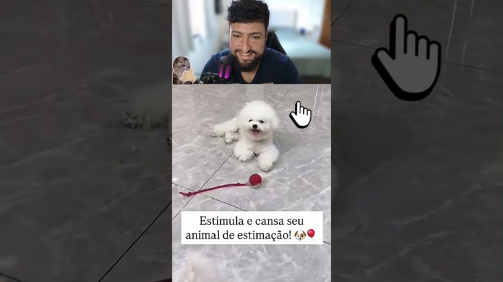 Estimula e cansa seu animal de estimação! 🤭⚾ #pet #animais