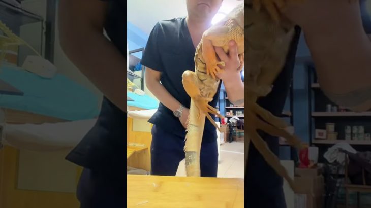 Exotic Lizards: The Challenges of Keeping Pet Climbers