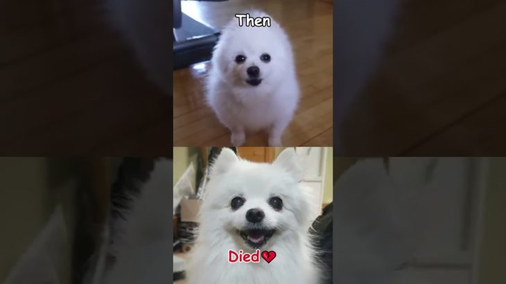 Famous Pet memes Then vs Now (Part 169) #shorts #nostalgia #memes