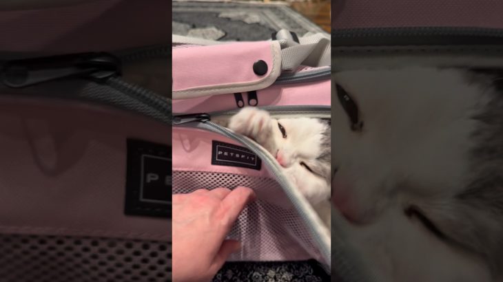 Ferdi’s Pet Carrier