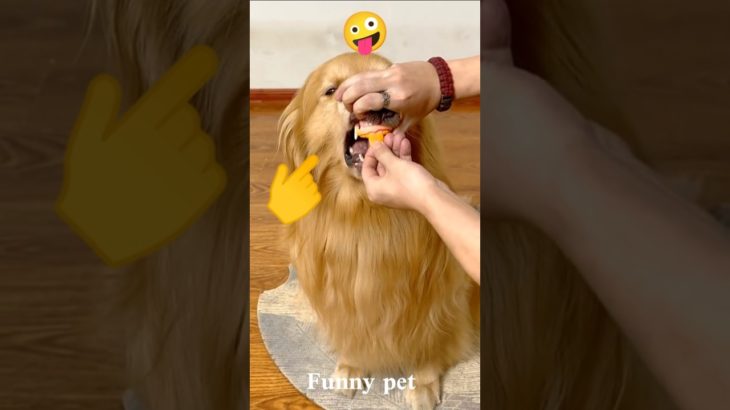 Funny Pet Moments That Will Make You Laugh 😂🐶#pets