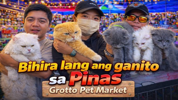 GRABE Ang Lulupit ng Pusa at Aso Dito! 😳 sa Grotto Pet Market Dogs, Cat and Birds