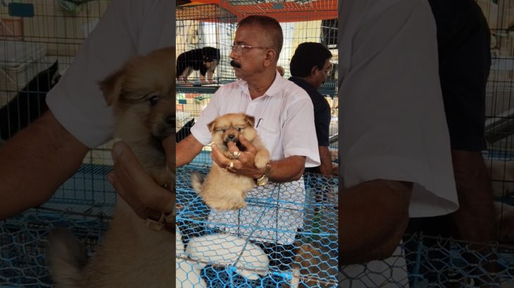 Galiff Street Pet Market ❣️🔥 in Low price #dog #shorts #pets #viral #culturepom