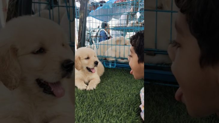 Galiff Street Pet Market ❣️🔥| serampore dog market #dog #shorts #viral #labrador