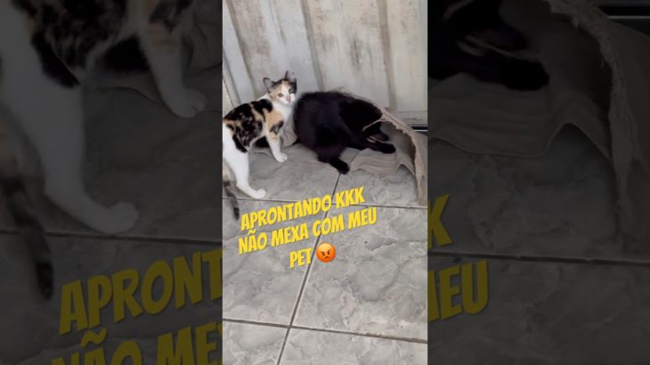 Gatinhos lindos Aprontando 🤣🤣🤣! Não mexa com meu Pet 😡 #shorts #gatos #pets