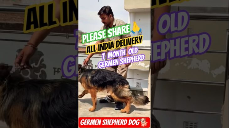 Germen shepherd puppy 😱Pitbull dog🐶 Pet lovers#viral #shortsfeed #animals #shorts #trending 🔥🔥