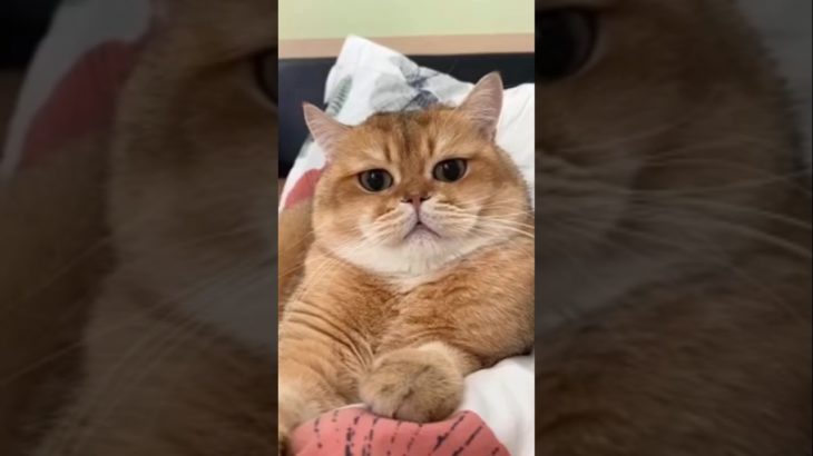 Goodbye Billi #vimal #shosho #ashortday #Cat fact #catvideos #pet lover #Virel short ♥️♥️🌹💘 #eyecat