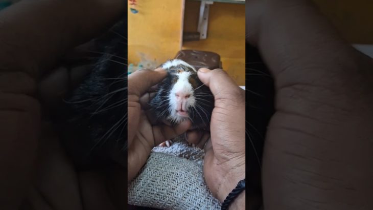 Guinea Pig ASMR 🐹#guineapig #pets #funny #shorts #pet #cute #cuteanimals #adorable #petlovers