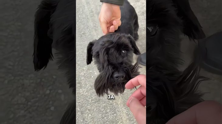 Haustier Besitzer aufgepasst❗️#hund #sicherheit #hunde #tiere #haustiere #katze #familie