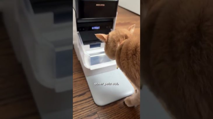 Have You EVER Seen A Pet Feeder Like This?! 🔥